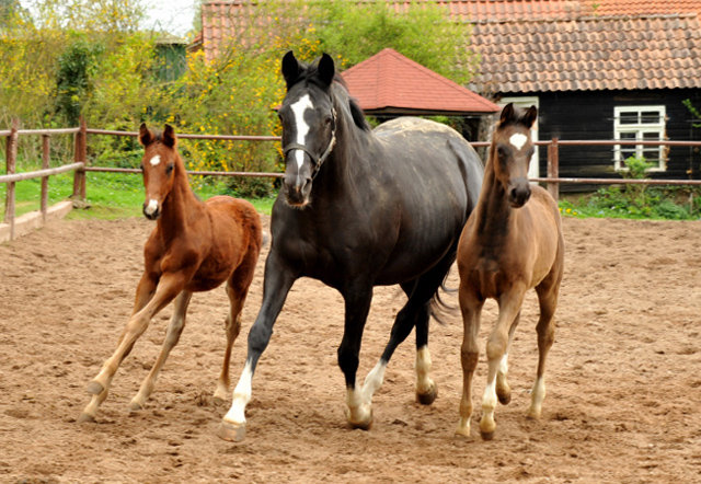 Greta Garbo und ihre beiden Fohlen von Saint Cyr - Foto: Beate Langels