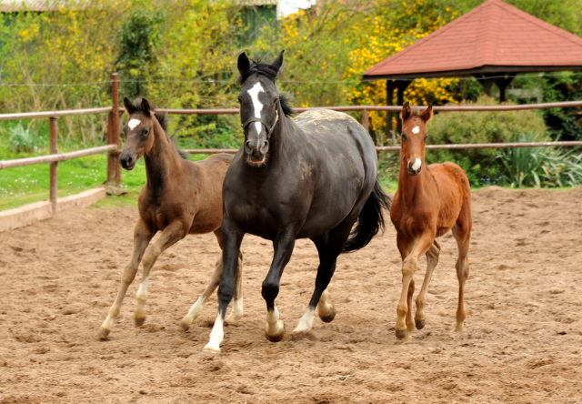 Greta Garbo und ihre beiden Fohlen von Saint Cyr - Foto: Beate Langels