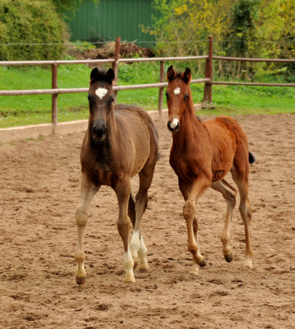 Greta Garbo und ihre beiden Fohlen von Saint Cyr - Foto: Beate Langels