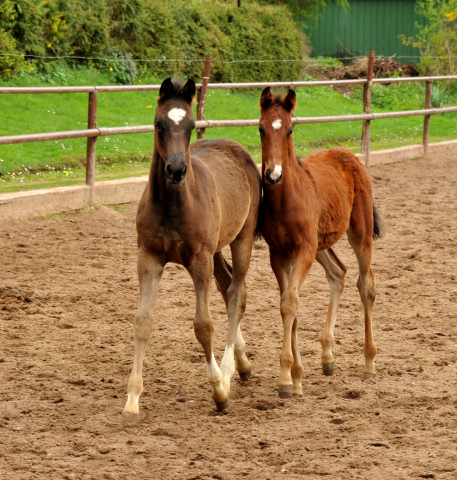 Greta Garbo und ihre beiden Fohlen von Saint Cyr - Foto: Beate Langels