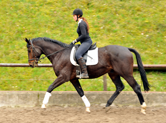 Gerade angeritten: 3jhriger Trakehner von Exclusiv u.d. Elitestute Vicenza v. Showmaster, Foto: Beate Langels, 
Trakehner Gestt Hmelschenburg - Beate Langels