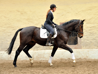 Gerade angeritten: 3jhriger Trakehner von Exclusiv u.d. Elitestute Vicenza v. Showmaster, Foto: Beate Langels, 
Trakehner Gestt Hmelschenburg - Beate Langels