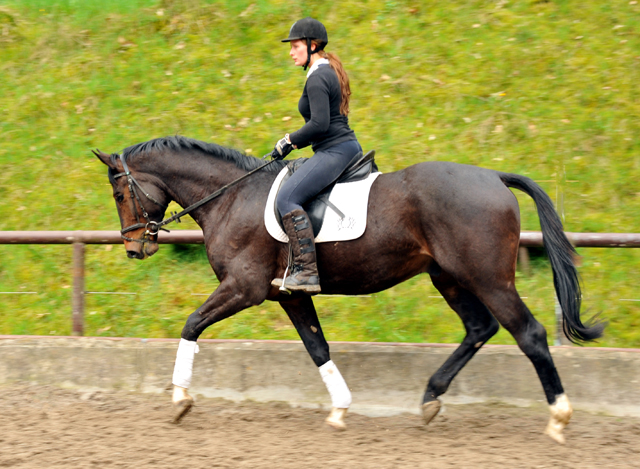 Gerade angeritten: 3jhriger Trakehner von Exclusiv u.d. Elitestute Vicenza v. Showmaster, Foto: Beate Langels, 
Trakehner Gestt Hmelschenburg - Beate Langels