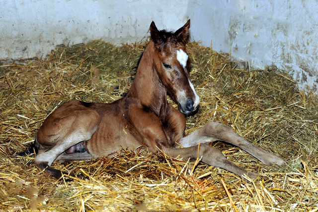 Trakehner Hengstfohlen von Saint Cyr u.d. Karena v. Freudenfest - im Gestt Hmelschenburg - Foto Beate Langels