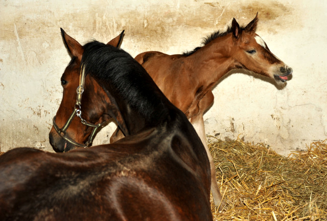 Trakehner Hengstfohlen von Saint Cyr u.d. Karena v. Freudenfest - im Gestt Hmelschenburg - Foto Beate Langels