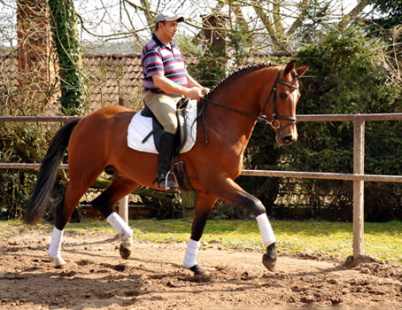 High Motion v.  Saint Cyr v. Kostolany - Foto: Beate Langels - Trakehner Gestt Hmelschenburg