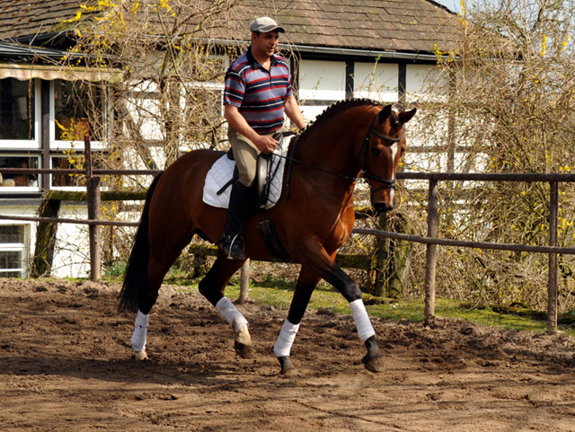 High Motion v.  Saint Cyr v. Kostolany - Foto: Beate Langels - Trakehner Gestt Hmelschenburg
