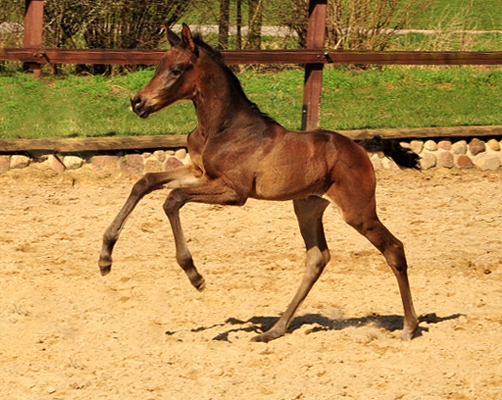 Stutfohlen von His Moment u.d. Pr.u.StPrSt. Katniss Everdeen v. Saint Cyr - Foto: Richard Langels - Trakehner Gestt Hmelschenburg