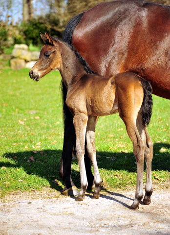 Stutfohlen von His Moment u.d. Pr.u.StPrSt. Katniss Everdeen v. Saint Cyr - Foto: Richard Langels - Trakehner Gestt Hmelschenburg