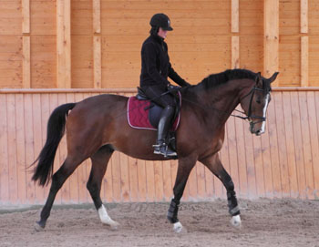 Galileo von Exclusiv - Maestro - Kostolany - Karon, Foto: Dietmar Habert