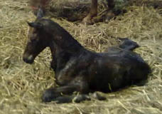Wenige Minuten alt: Trakehner Hengst von Saint Cyr - Napoleon Quatre, Foto: Stuhlemmer