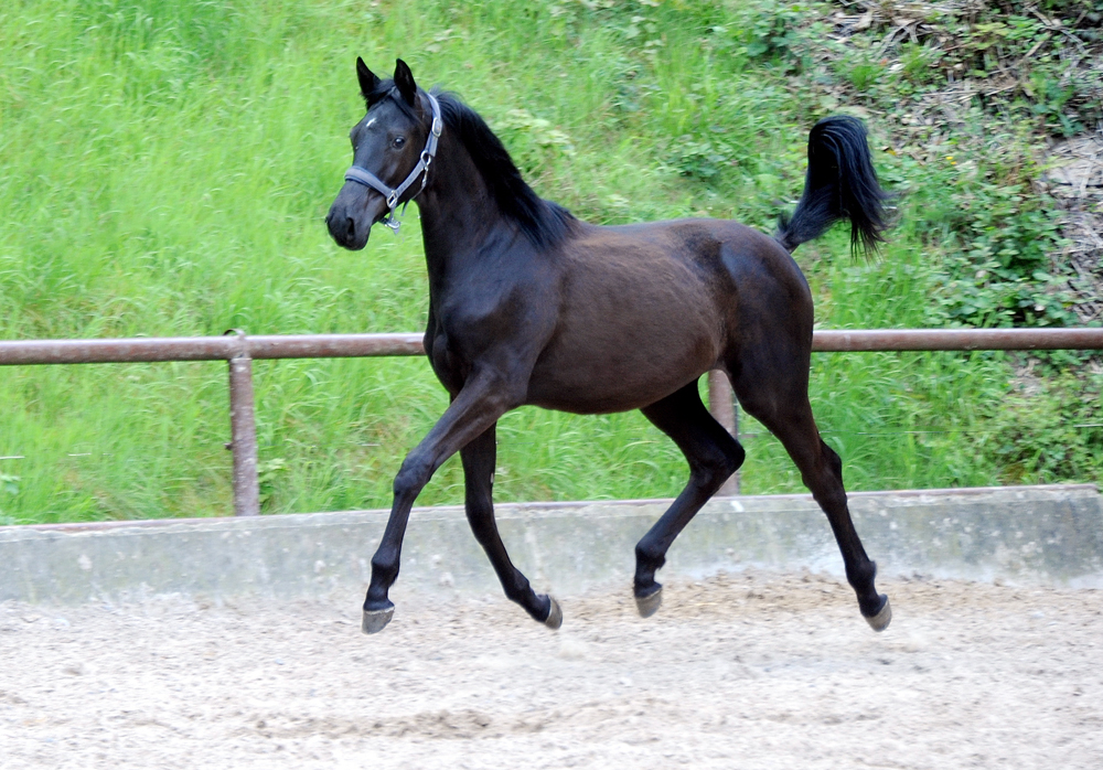 <Jhrlingsstute v. Saint Cyr u.d. Pr.St. Schwalbenland by Touch my Heart - Foto: Beate Langels