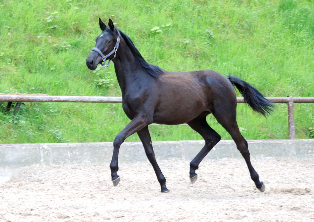 <Schwalbendynastie v. Saint Cyr u.d. Pr.St. Schwalbenland by Touch my Heart - Foto: Beate Langels