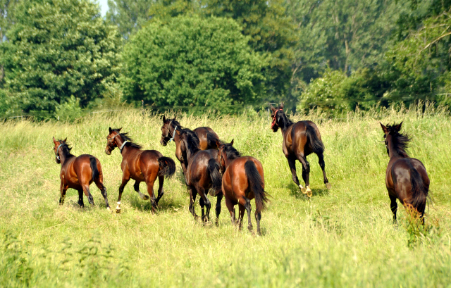 Ein- u. zweijhrige Hengste im Gestt Hmelschenburg - Foto: Beate Langels -  
Trakehner Gestt Hmelschenburg