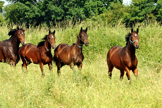 Ein- u. zweijhrige Hengste im Gestt Hmelschenburg - Foto: Beate Langels -  
Trakehner Gestt Hmelschenburg