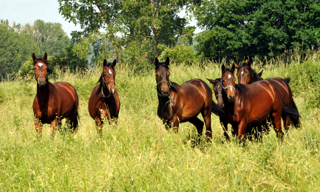 Ein- u. zweijhrige Hengste im Gestt Hmelschenburg - Foto: Beate Langels -  
Trakehner Gestt Hmelschenburg