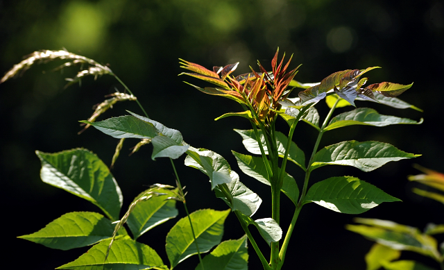 An der Emmer - Gestt Hmelschenburg - Foto: Beate Langels -  
Trakehner Gestt Hmelschenburg