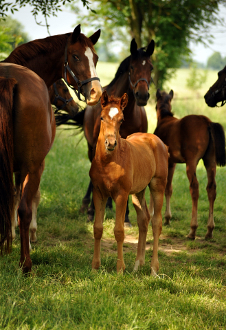 Stuten und Fohlen im Gestt Hmelschenburg - Foto: Beate Langels -  
Trakehner Gestt Hmelschenburg