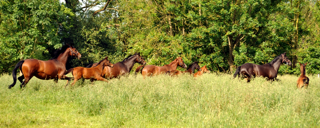 Stuten und Fohlen im Gestt Hmelschenburg - Foto: Beate Langels -  
Trakehner Gestt Hmelschenburg