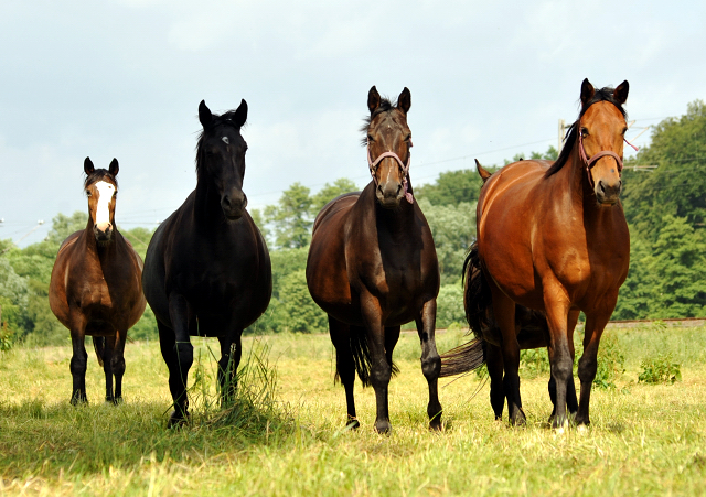 Stuten in den Emmerauen im Gestt Hmelschenburg - Foto: Beate Langels -  
Trakehner Gestt Hmelschenburg