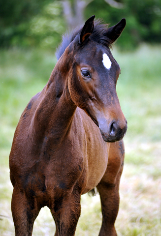 Valentine v. High Motion im Gestt Hmelschenburg - Foto: Beate Langels -  
Trakehner Gestt Hmelschenburg