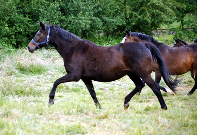 Elitestute Schwalbenspiel im Gestt Hmelschenburg - Foto: Beate Langels -  
Trakehner Gestt Hmelschenburg