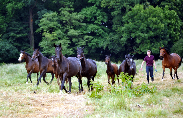Die Stuten in den Emmerauen im Gestt Hmelschenburg - Foto: Beate Langels -  
Trakehner Gestt Hmelschenburg