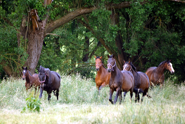 Die Stuten in den Emmerauen im Gestt Hmelschenburg - Foto: Beate Langels -  
Trakehner Gestt Hmelschenburg
