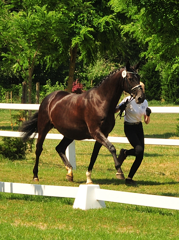 Vittoria von Exclusiv u.d. Elitestute Vicenza v. Showmaster - Foto: Beate Langels - Trakehner Gestt Hmelschenburg