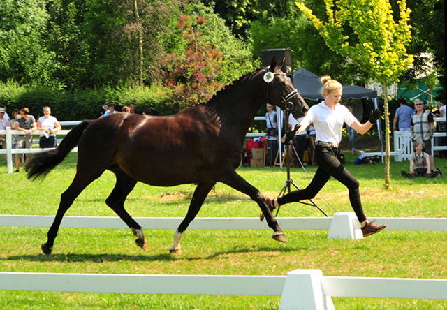 Vittoria von Exclusiv u.d. Elitestute Vicenza v. Showmaster - Foto: Beate Langels - Trakehner Gestt Hmelschenburg