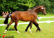 Juni - Impressionen - Trakehner Gestt Hmelschenburg 2018 - Foto: Beate Langels