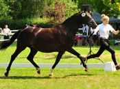 Juni - Impressionen - Trakehner Gestt Hmelschenburg 2018 - Foto: Beate Langels