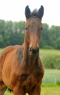 Trakehner Stutfohlen von Exclusiv u.d. Vicenza v. Showmaster - Foto: Beate Langels, Trakehner Gestt Hmelschenburg