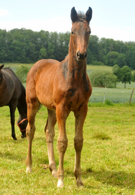 Trakehner Stutfohlen von Exclusiv u.d. Vicenza v. Showmaster - Foto: Beate Langels, Trakehner Gestt Hmelschenburg