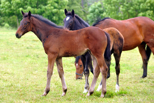 Trakehner Stutfohlen von Exclusiv u.d. Vicenza v. Showmaster - Foto: Beate Langels, Trakehner Gestt Hmelschenburg
