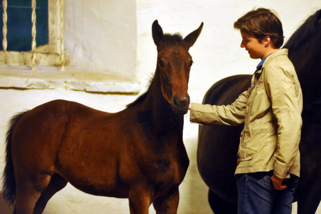 Trakehner Stutfohlen von Exclusiv u.d. Vicenza v. Showmaster - Foto: Beate Langels, Trakehner Gestt Hmelschenburg