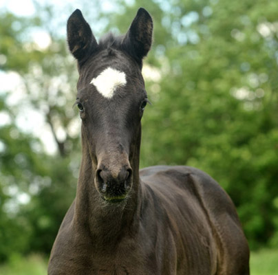 Stutfohlen von Symont u.d. Greta Garbo v. Alter Fritz, Foto: Beate Langels, Trakehner Gestt Hmelschenburg