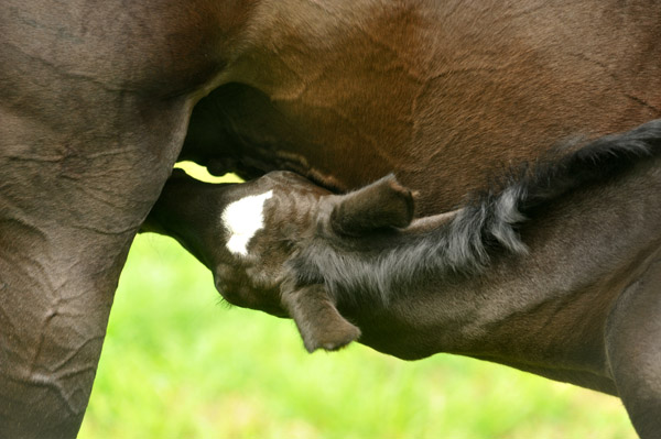 Stutfohlen von Symont u.d. Greta Garbo v. Alter Fritz, Foto: Beate Langels, Trakehner Gestt Hmelschenburg