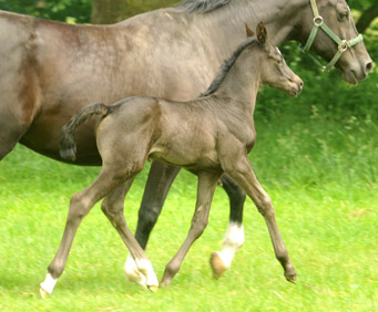 Stutfohlen von Symont u.d. Greta Garbo v. Alter Fritz, Foto: Beate Langels, Trakehner Gestt Hmelschenburg