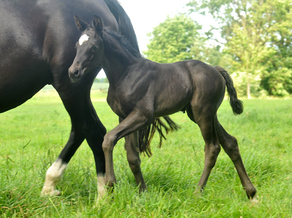 Stutfohlen von Symont u.d. Greta Garbo v. Alter Fritz, Foto: Beate Langels, Trakehner Gestt Hmelschenburg