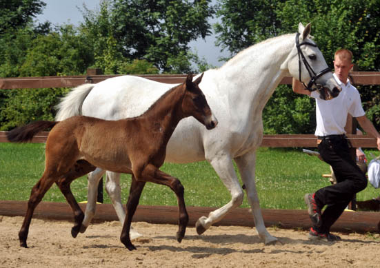 Trakehner Hengstfohlen von Millenium u.d. Pr.u.St.PrSt. Thalia v. Exclusiv - 30. Juni 2012 - Foto: Beate Langels - Trakehner Gestt Hmelschenburg