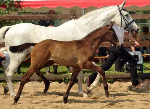 Trakehner Hengstfohlen von Millenium u.d. Pr.u.St.PrSt. Thalia v. Exclusiv - 30. Juni 2012 - Foto: Beate Langels - Trakehner Gestt Hmelschenburg