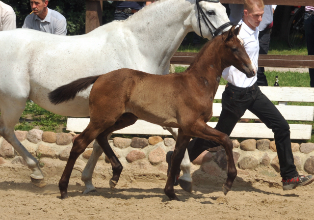 Trakehner Hengstfohlen von Millenium u.d. Pr.u.St.PrSt. Thalia v. Exclusiv - 30. Juni 2012 - Foto: Beate Langels - Trakehner Gestt Hmelschenburg