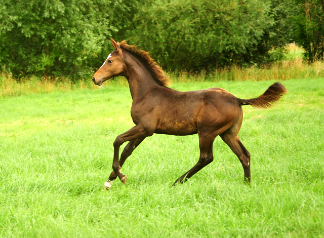 Hengstfohlen von High Motion u.d. Pr.u.StPrSt. Tavolara v. Exclusiv
 - Trakehner Gestt Hmelschenburg - Beate Langels