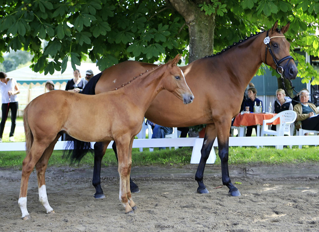Hengstfohlen von High Motion x Herzruf - Grafenstolz- Foto: Sigrun Wiecha