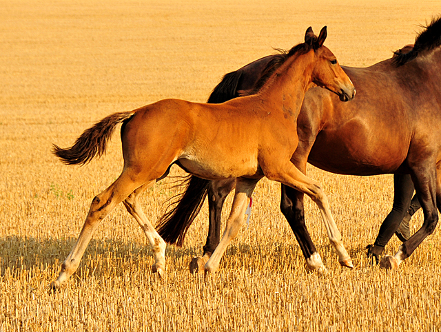 Hengstfohlen von Zauberdeyk u.d. Pr.u.StPrst. Tacyra v. Saint Cyr - Gestt Hmelschenburg - Foto: Beate Langels