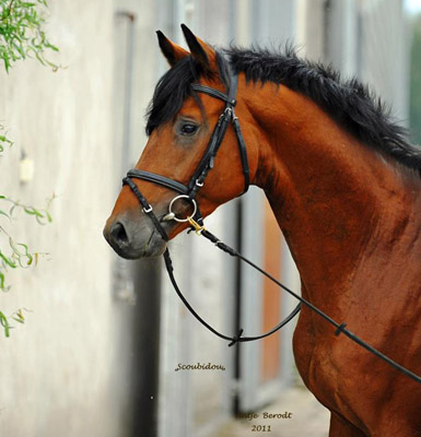 Hengst Scoubidou von Summertime - Herzruf - Foto: Antje Berodt