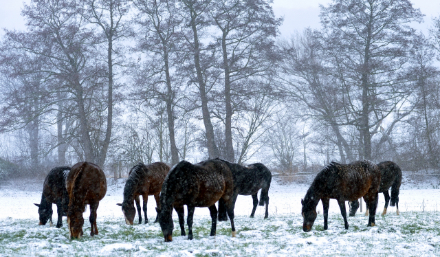 Die Stutenherde des Gestt Hmelschenburg am 9. Dezember 2012, Foto: Beate Langels, Trakehner Gestt Hmelschenburg - Beate Langels
