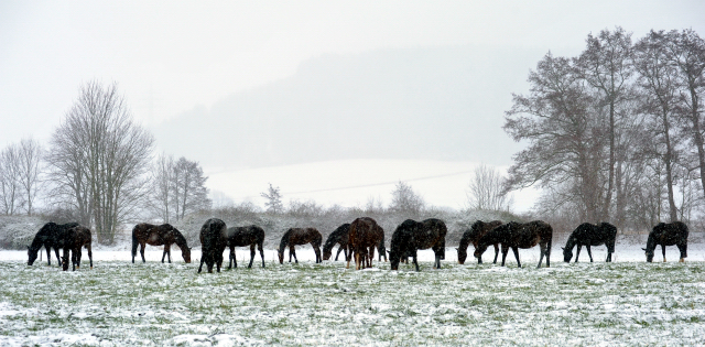 Die Stutenherde des Gestt Hmelschenburg am 9. Dezember 2012, Foto: Beate Langels, Trakehner Gestt Hmelschenburg - Beate Langels