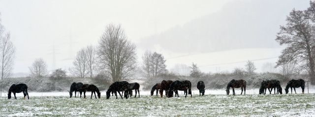 Die Stutenherde des Gestt Hmelschenburg am 9. Dezember 2012, Foto: Beate Langels, Trakehner Gestt Hmelschenburg - Beate Langels